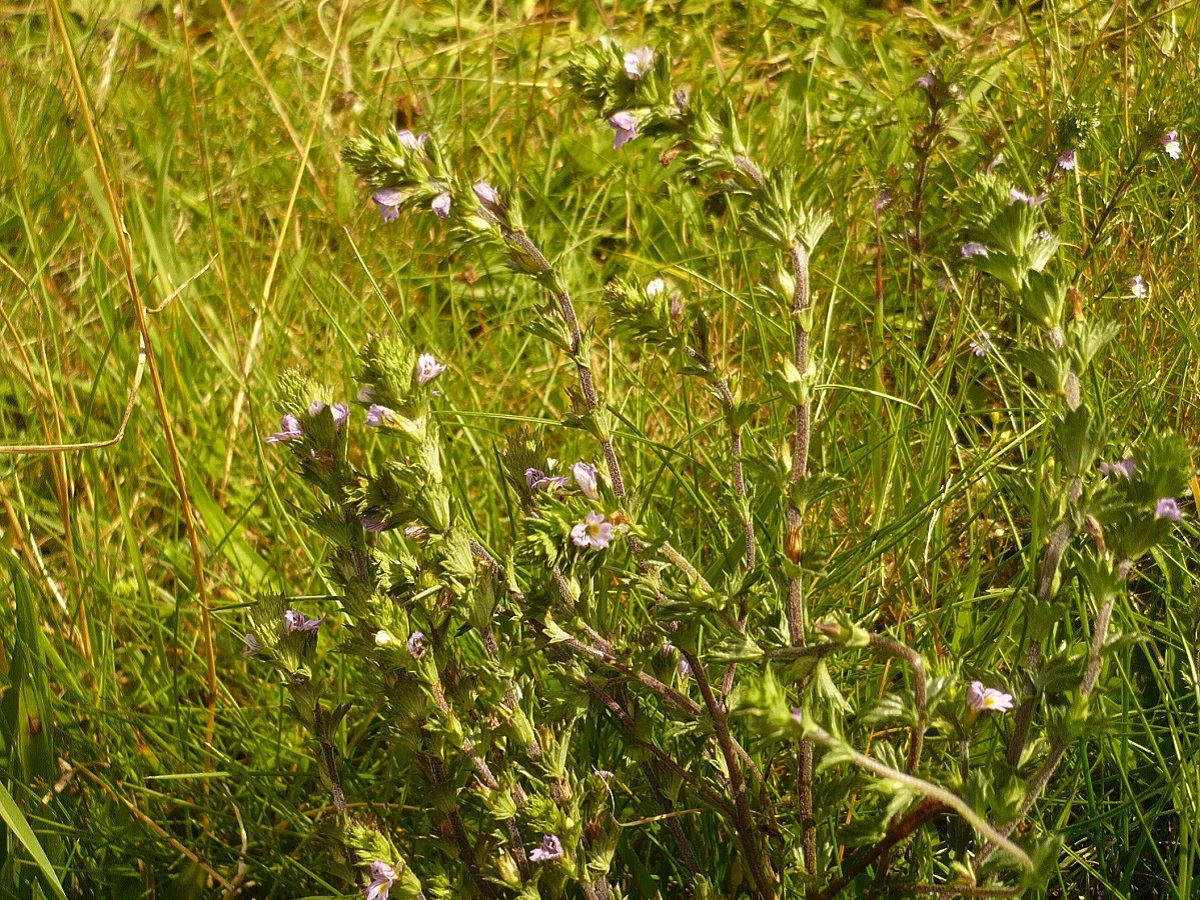 Euphrasia stricta (Orobanchaceae)